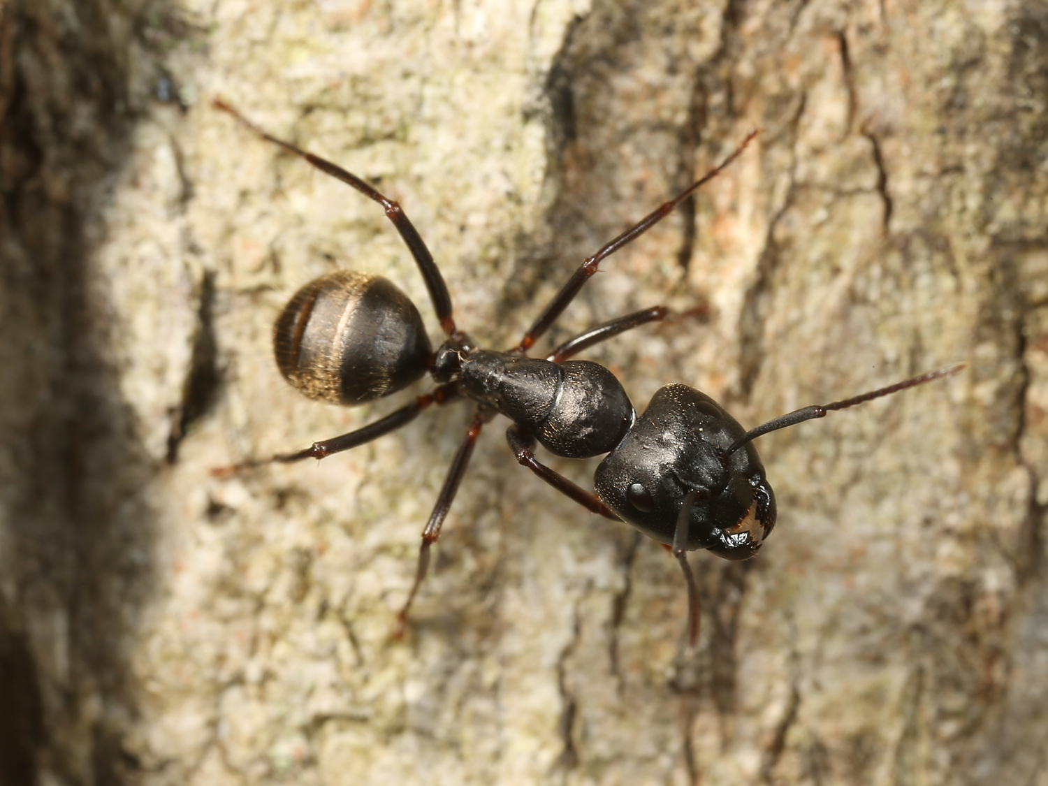 Camponotus-pennsylvanicus-104